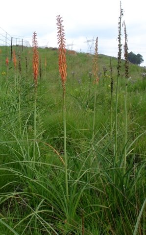 Kniphofia angustifolia gracile appearance